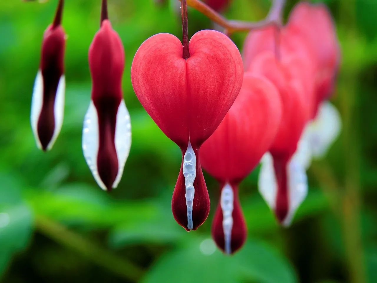 FabKids Shiny Hearts