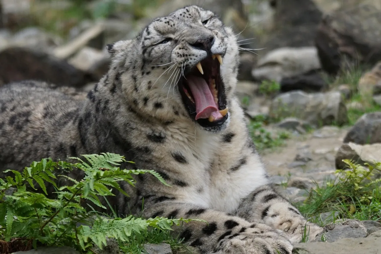 Inspiration-Leopard