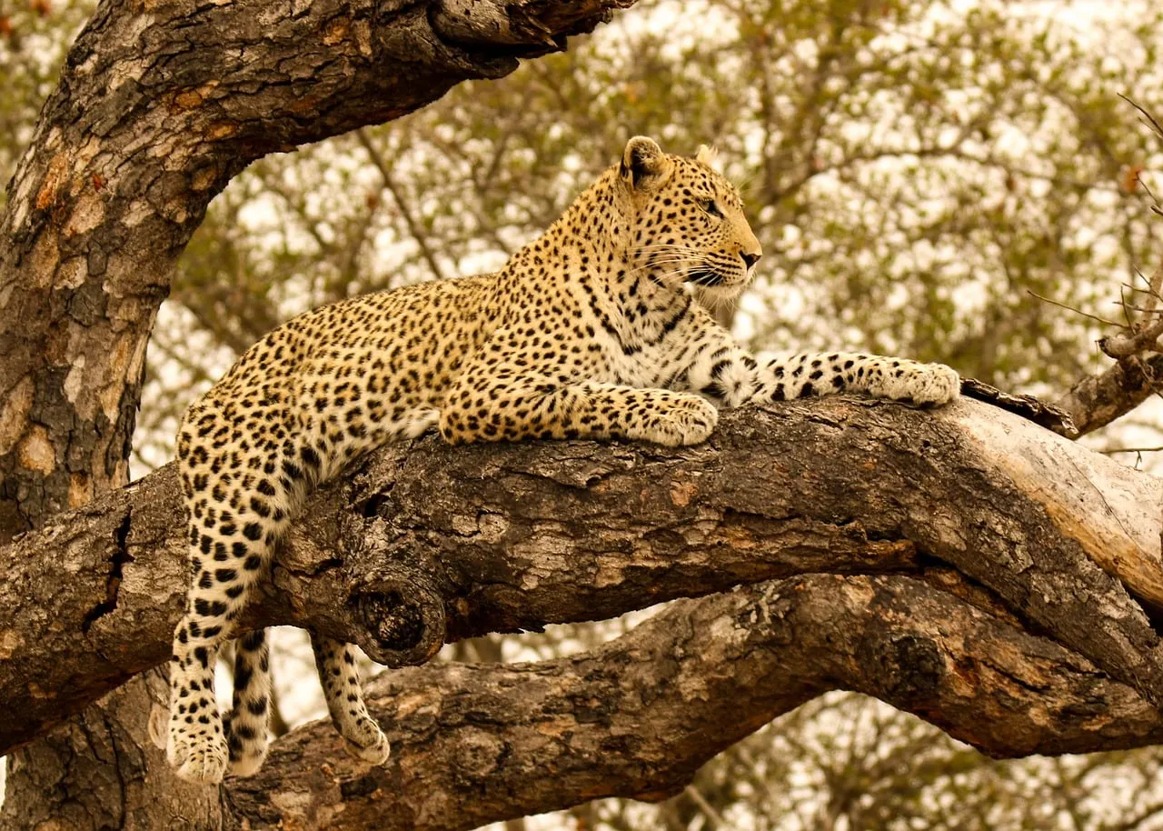 Leopard